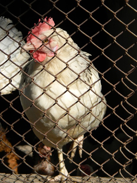 一個虛假獎 一個虛假獎